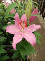 [5370 Justina VZ No02.JPG]